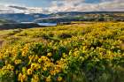 USA, Oregon. Rowena Crest on Old Highway 30 above Columbia River and springtime balsamroot blooming Art Print